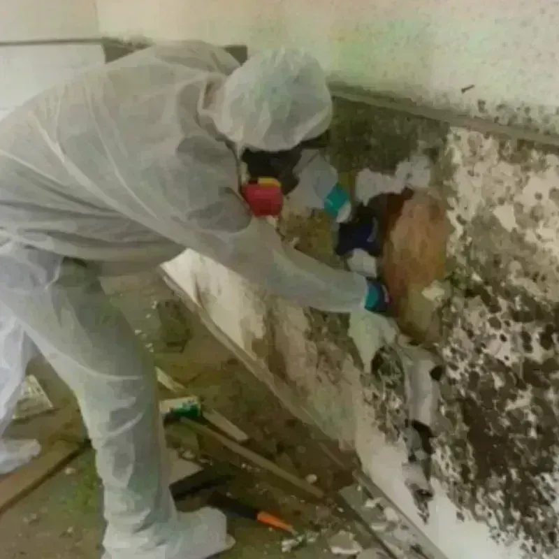 Mold Remediation and Removal in Moscow, PA